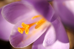 Crocus 6